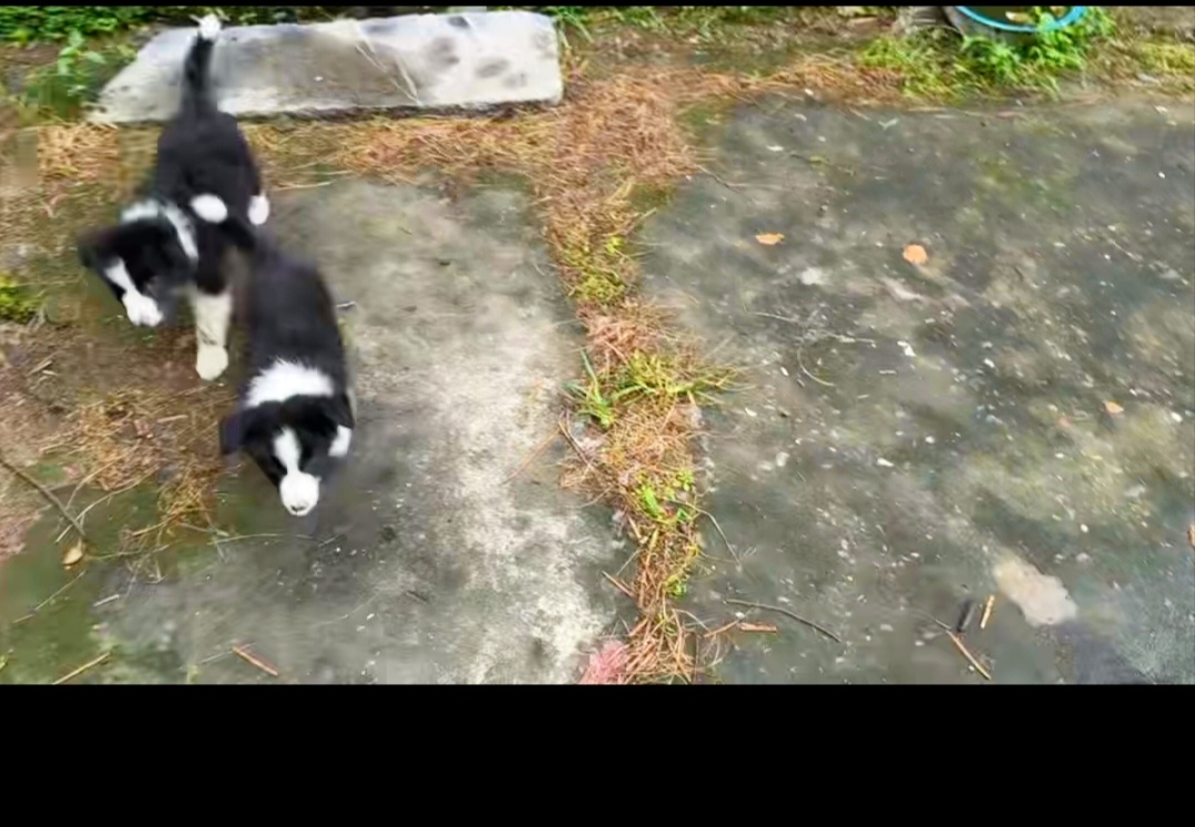 边牧妹妹。乖巧，听话，可爱，亲人